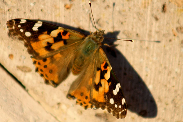 Butterfly